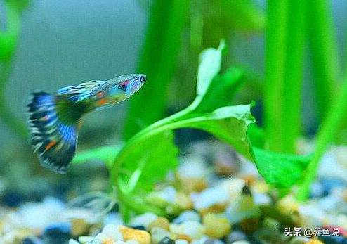 孔雀鱼养不大是什么原因,孔雀鱼养不活的原因有哪些