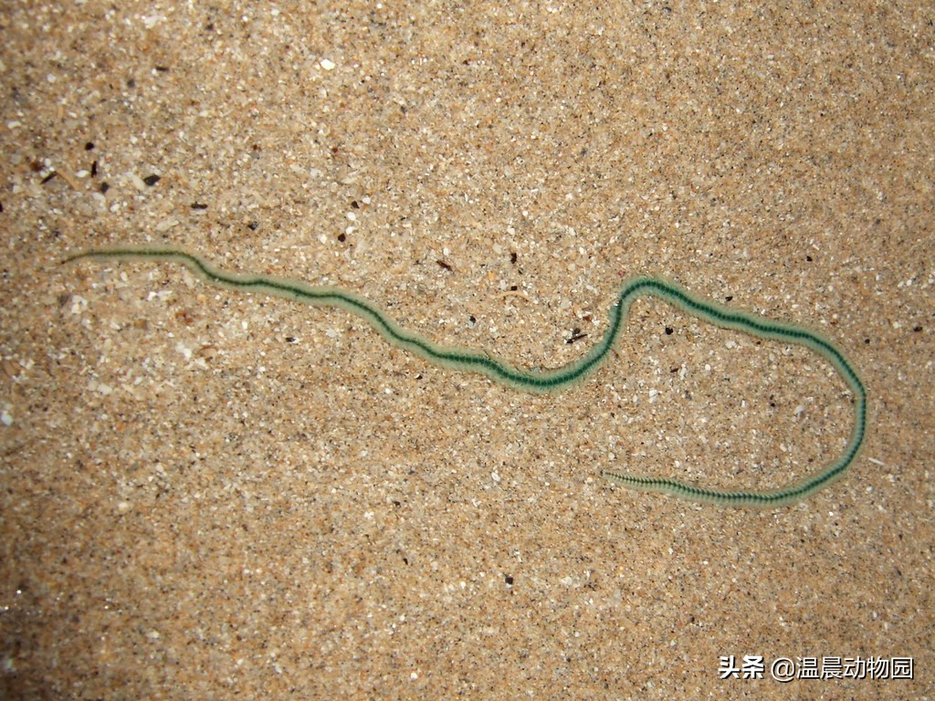 可怕的虫子科普知识,揭秘各种虫子