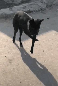 搞笑段子：骑上我心爱的小乌龟