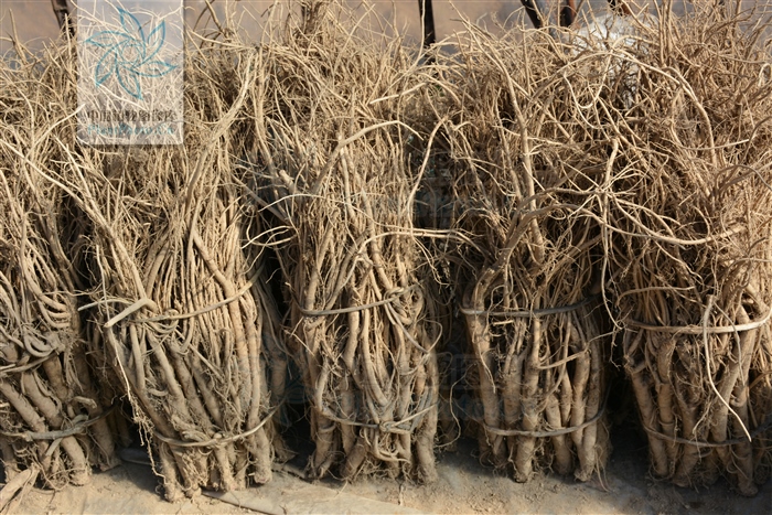 神农本草经中的药材图片,神农本草经高清彩图