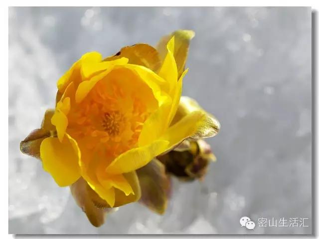 东北的冰凌花视频,东北的冰凌花有什么功效