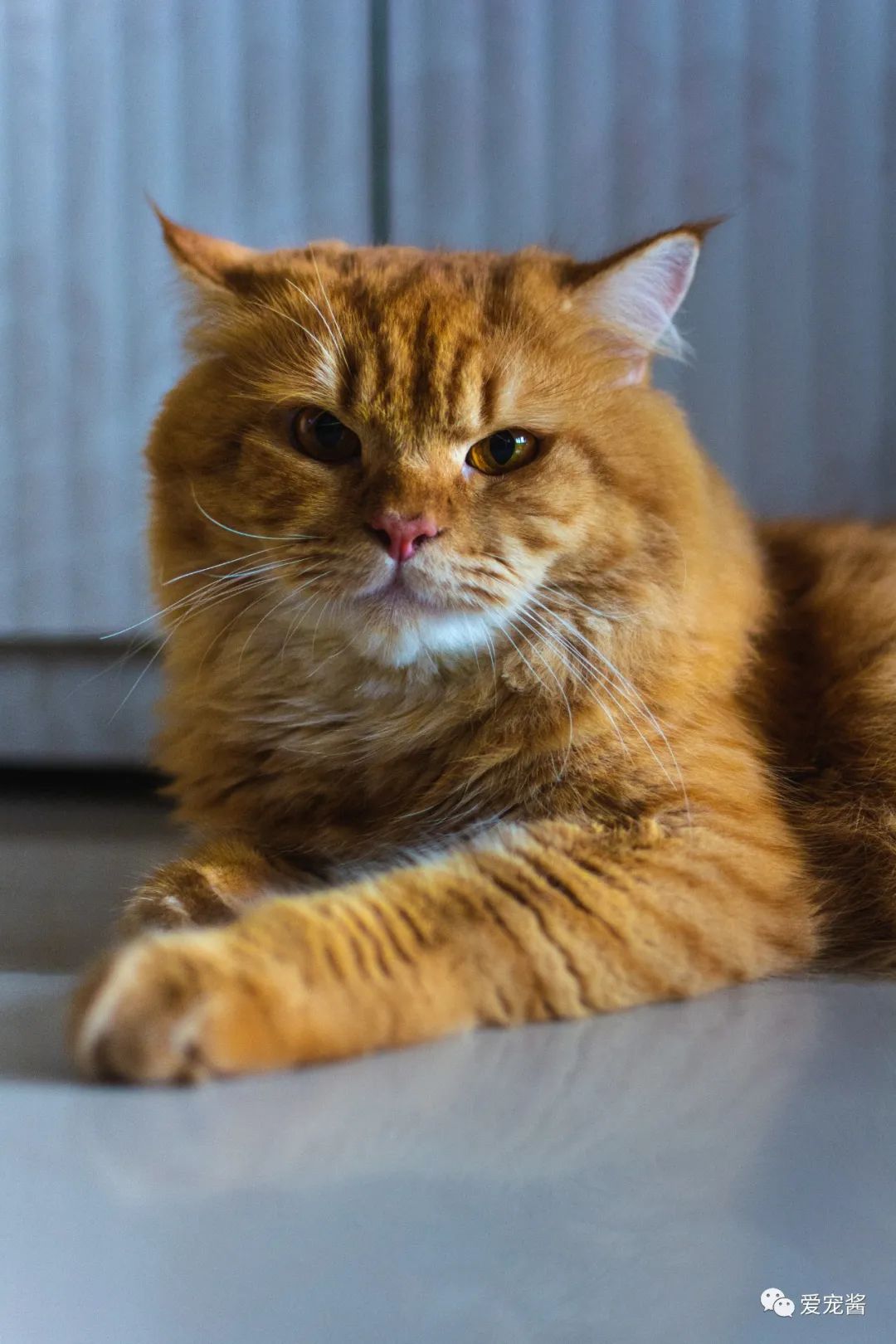 濡備綍鎿︽帀鐚挭娉棔,娌荤枟鐚挭娉棔鐨勮嵂