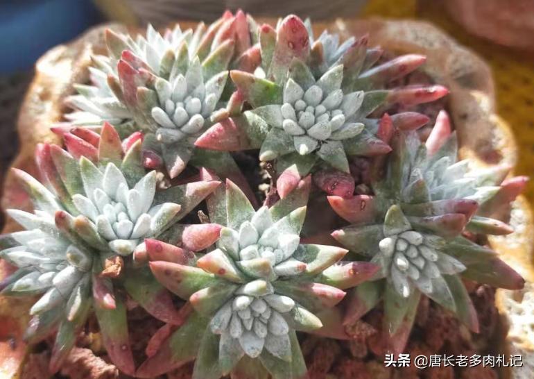 多肉白菊怎么控形,多肉白菊能用纯颗粒养么