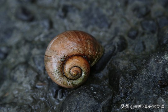 除了蝙蝠外的十二种野生动物,除了蝙蝠还有哪些野生动物不能吃