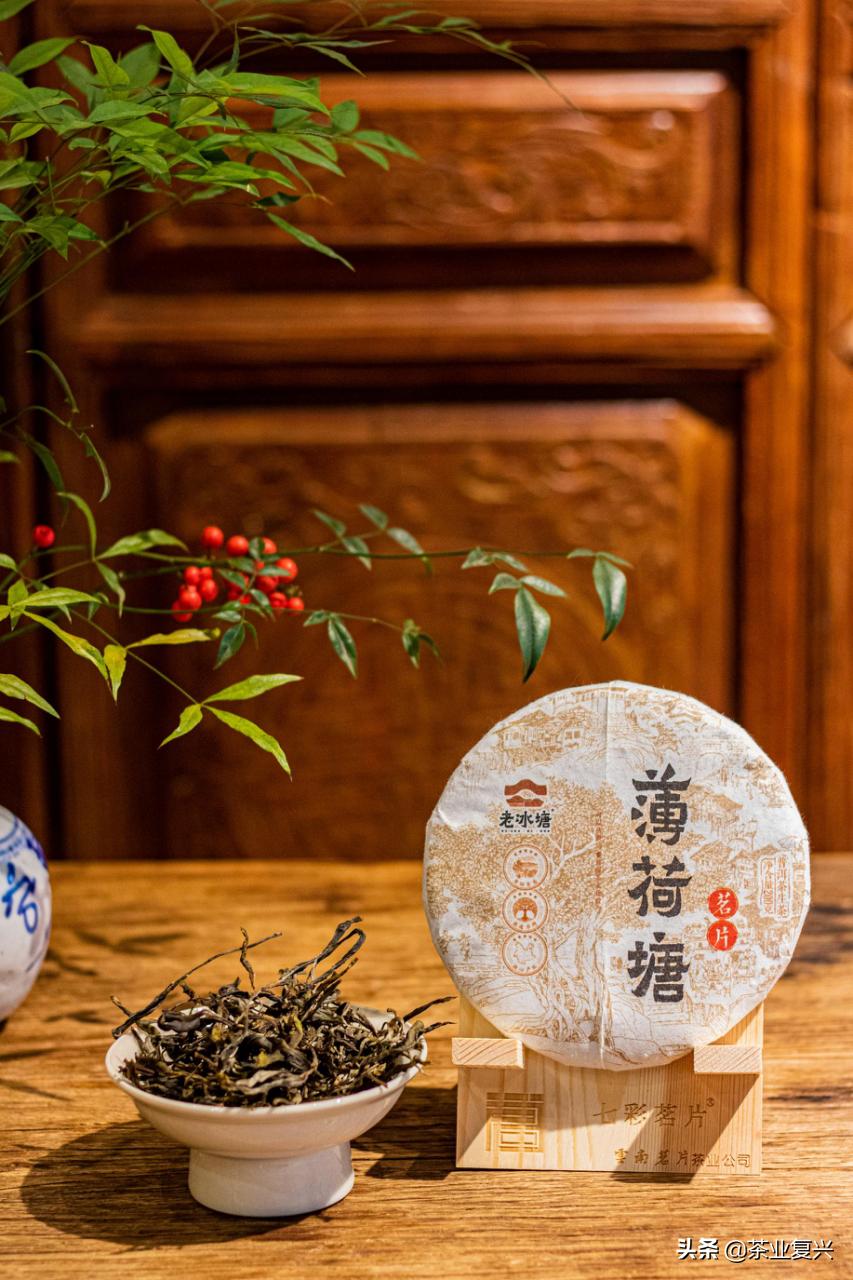 薄荷塘纯料茶,薄荷塘茶加工