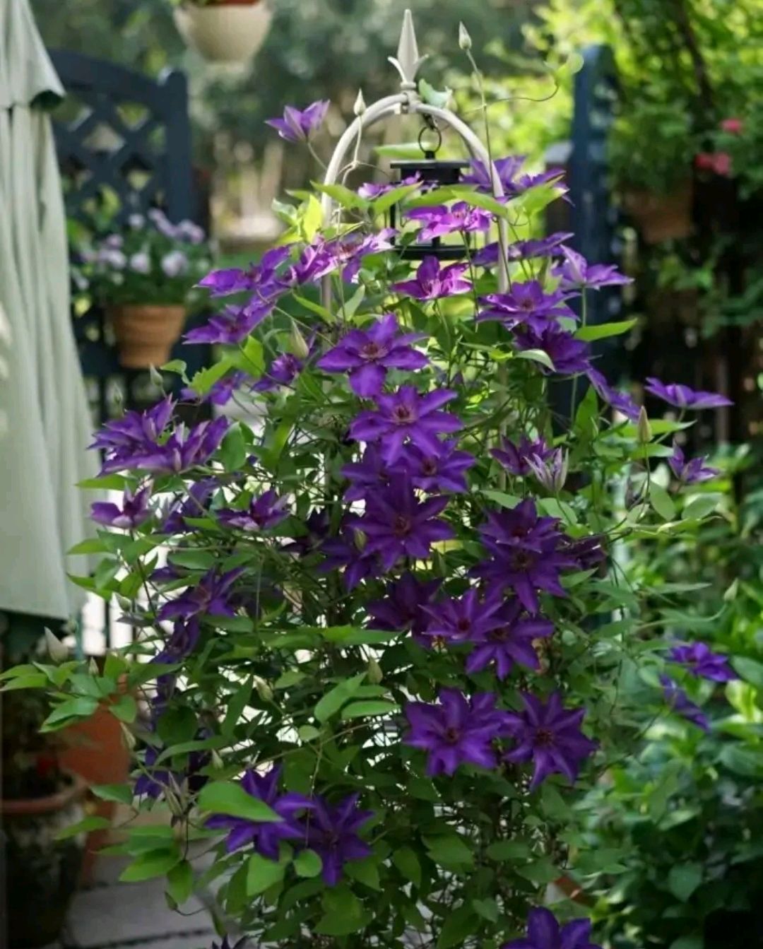 这“38种花”,当你开始收集品种时,你已入坑颇深