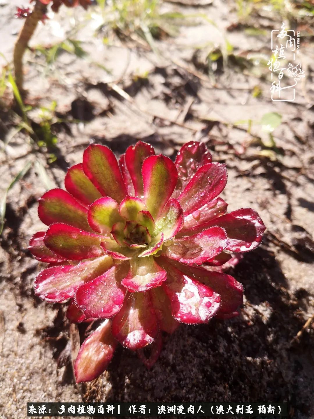 采蘑菇的小姑娘，“转行”来把多肉养