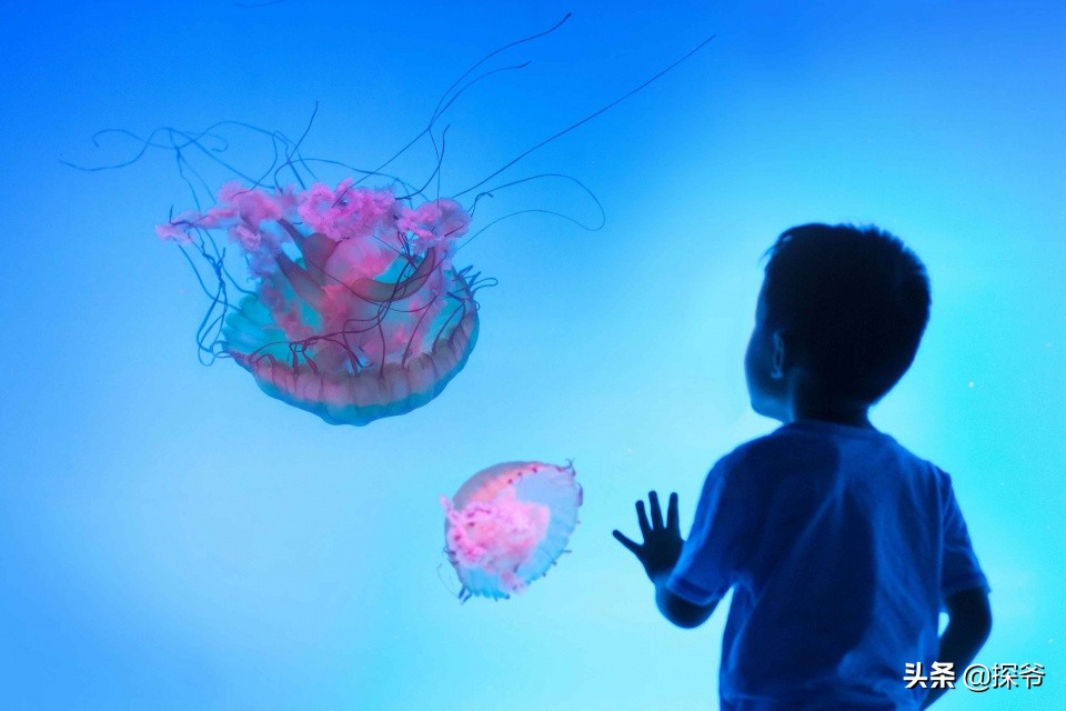 重庆汉海鲸豚湾水世界开园时间,重庆汉海海洋公园门票优惠政策