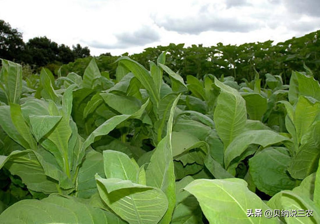 大葱育苗封草技术,烟苗苗床管理