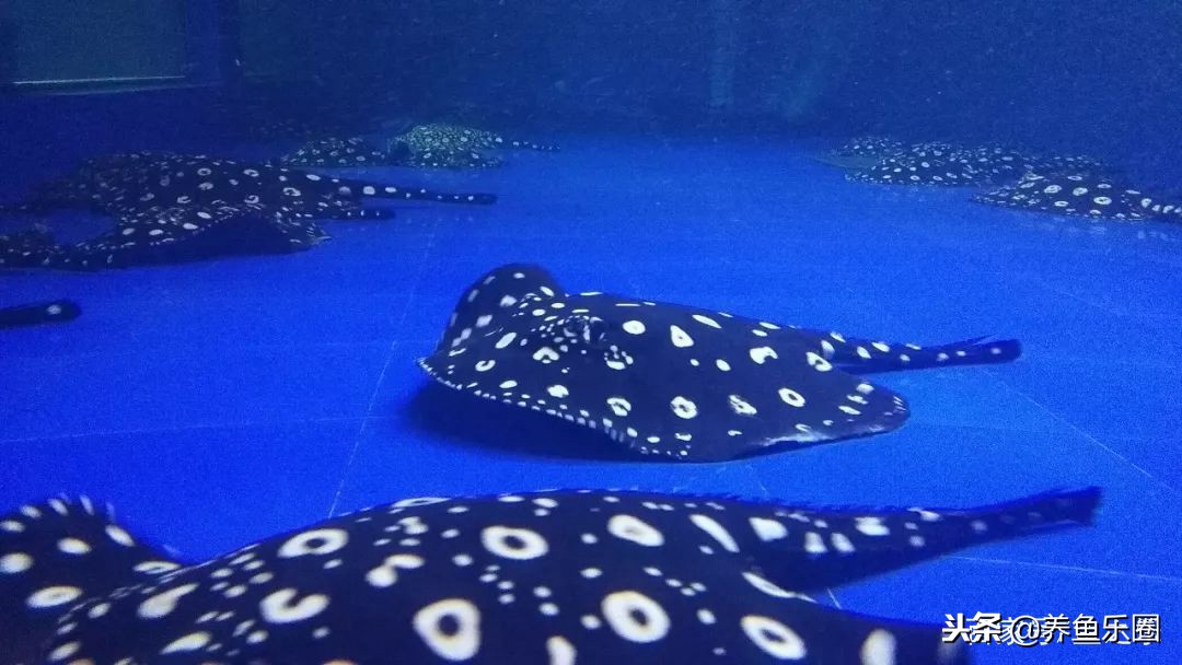 这位土豪家的渔场，光滤材就花了500多万，你确定不要见识一下？