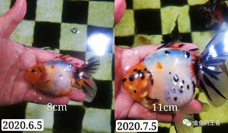 养功考试1个月,20条鱼的前后成长对比,变化太惊艳了