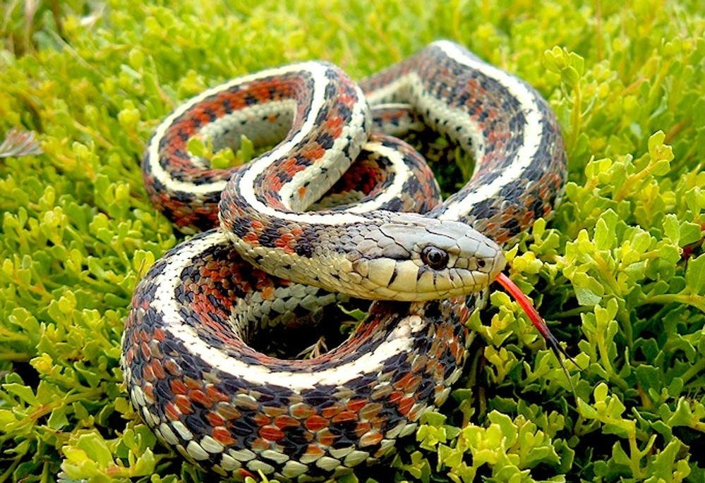 捕蛇奇人,湖南捕蛇奇人视频