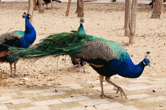 西安亲子农场庄园,西安亲子庄园