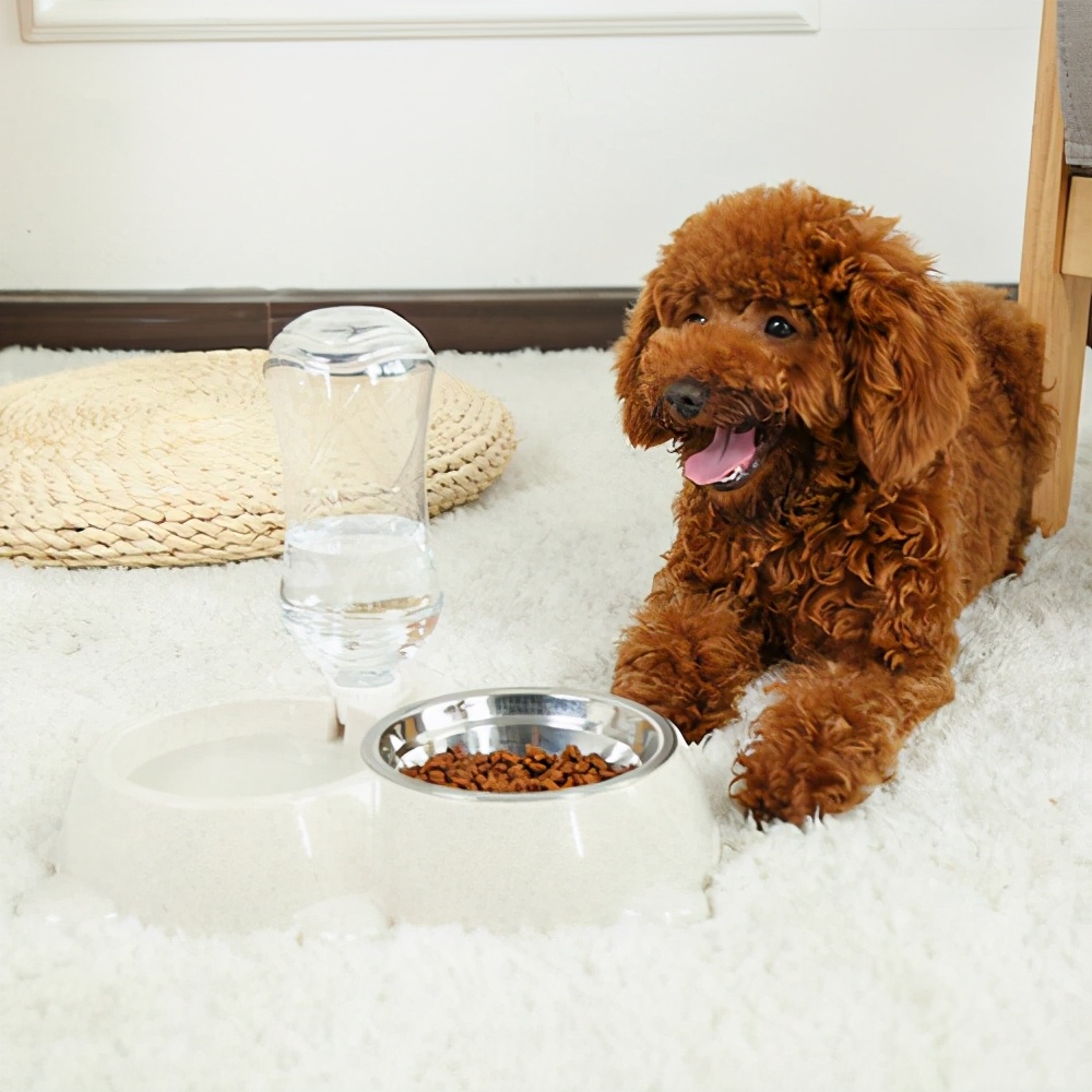 贵宾犬吃什么牌子狗粮合适,贵宾犬吃什么牌子狗粮好吃一点