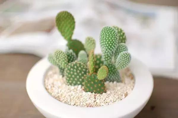 哪种植物花香助眠,安眠植物