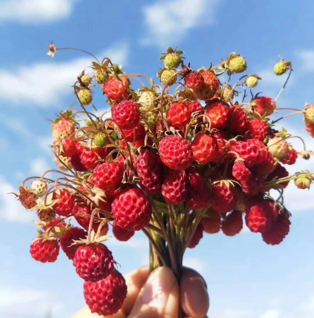 夏日叠词有哪些,夏日迭部