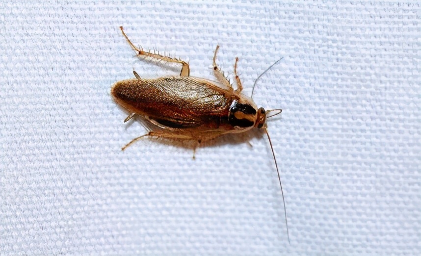 南方的蟑螂还是北方蟑螂厉害,南方蟑螂和北方小强哪个厉害