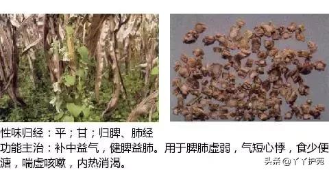 农村身边的中草药主治与功效,中草药全图谱与功效