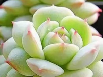 怎么种多肉拼盘,怎么种多肉