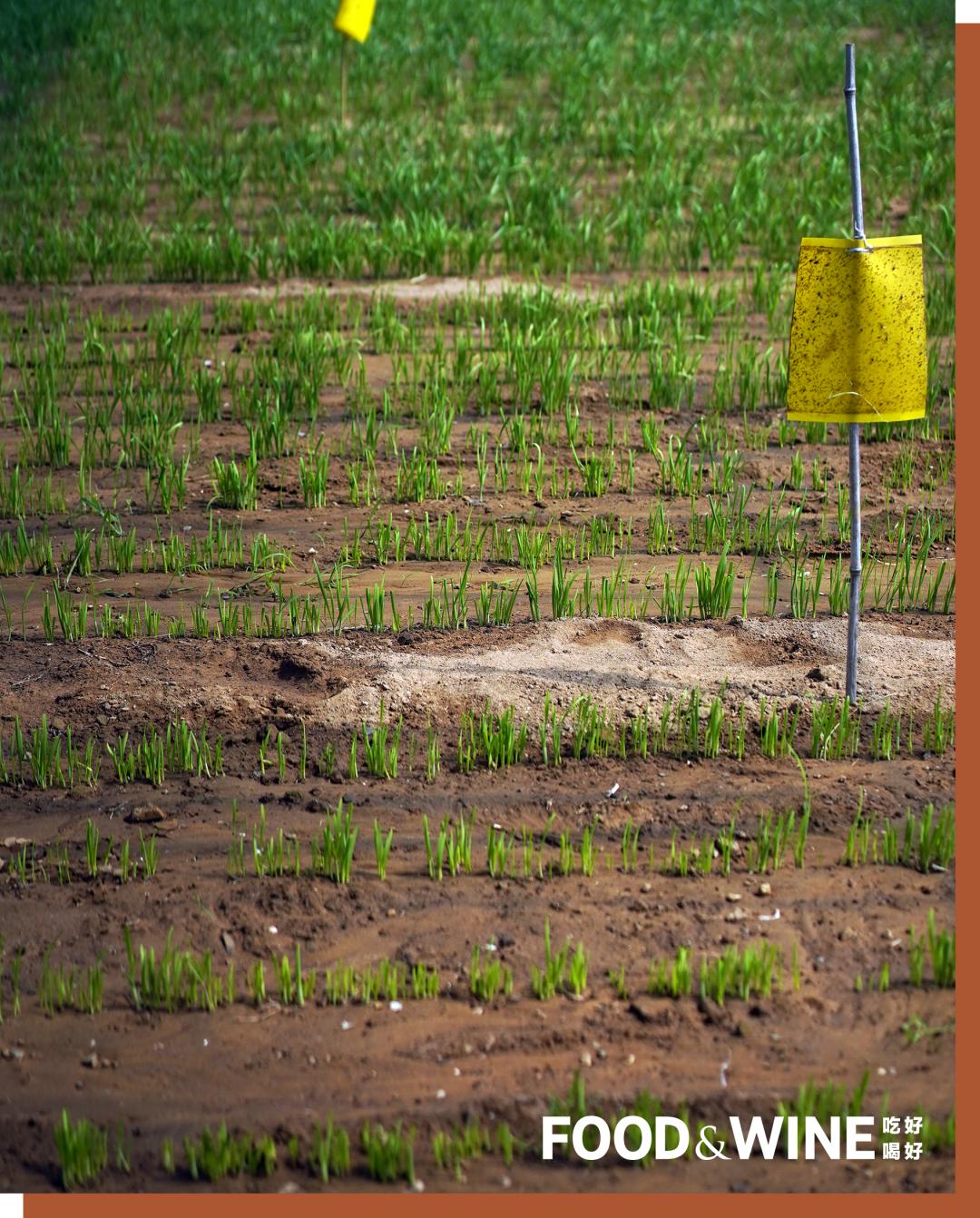 有机蔬菜需要了解哪一些,有机蔬菜基础知识