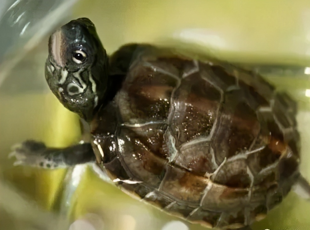 龟类大百科,大眼睛龟类