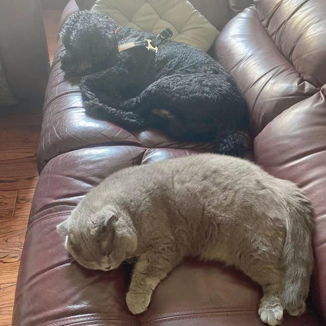 园园日记旅行,园园日记完整版