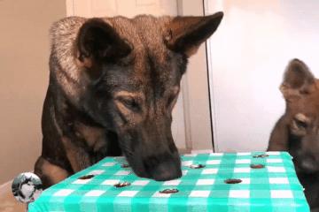 德牧躺在主人怀里睡觉,德牧躺着一动不动只喘气