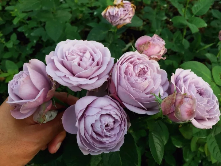 100种月季品种大全集,适合地栽的蓝紫色月季有哪些