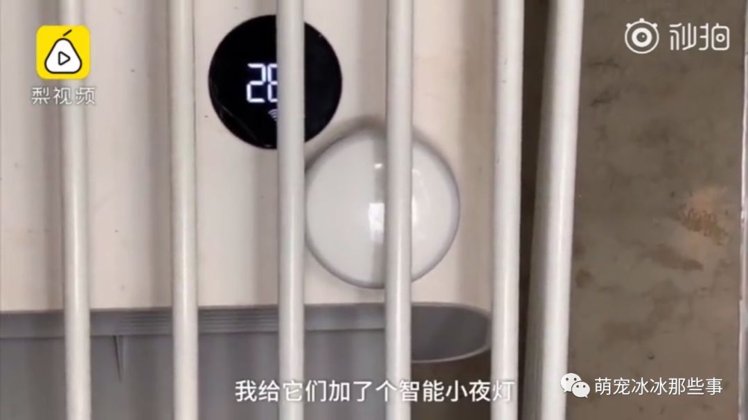 最壕狗窝!主人花3万5为爱宠造了个别墅,泳池和阳光房全都有