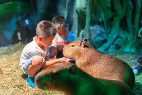 儿童玩的遛娃好去处,有动物的溜娃好去处