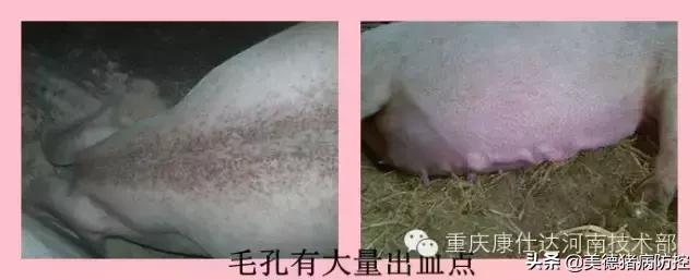 血虫控制方法,血虫怎么消毒最快