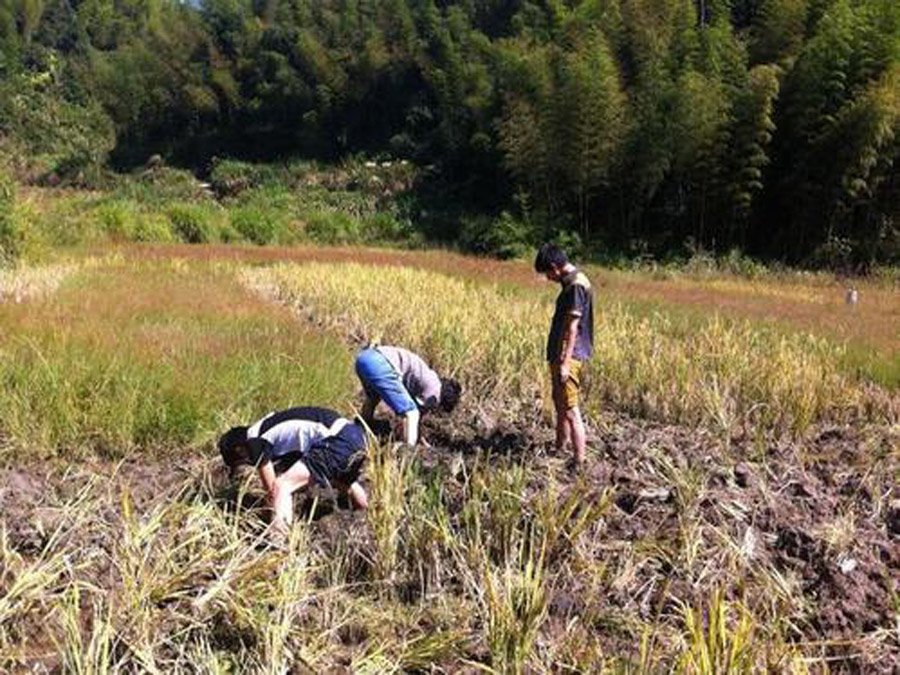 乡愁里的泥鳅，挖黄鳅和吃泥鳅的乐趣，都成为永远的美好记忆了