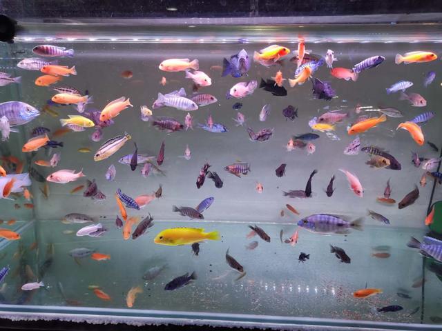 最容易饲养的6种观赏鱼,精心挑选6种最容易饲养的观赏鱼