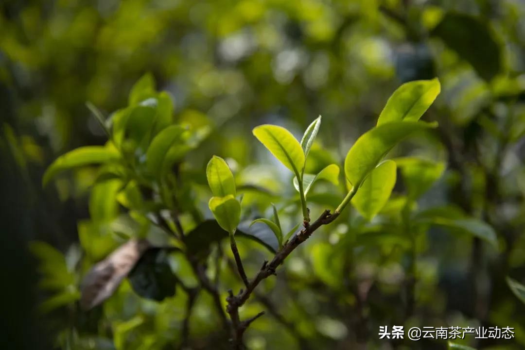 谷雨茶是什么用处的茶,谷雨茶是好茶吗怎么喝的