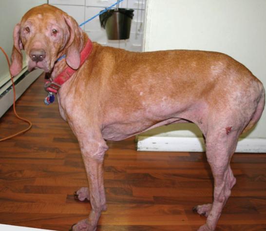 狗狗脓皮病越来越多怎么办,狗狗皮肤发红有皮屑怎么治比较好