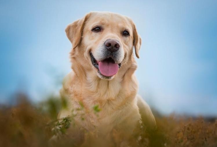 全国最受欢迎的10种狗狗,超级金贵的狗狗你知道几种