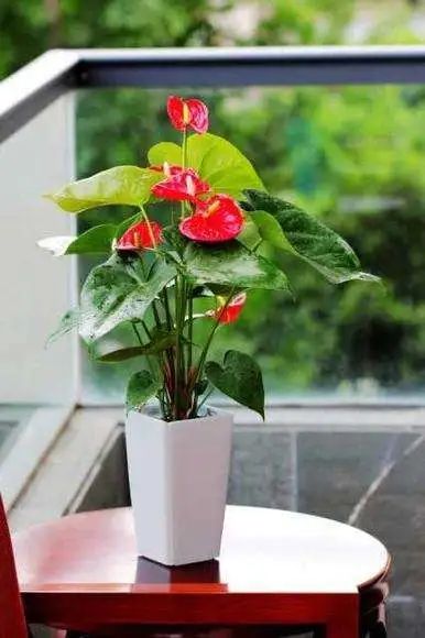 红掌花姿奇特美妍，花苞似佛焰，叶片翠绿欲滴，最佳室内盆栽