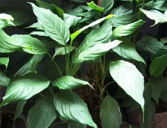 身边常见花卉识别,身边常见的树有哪些