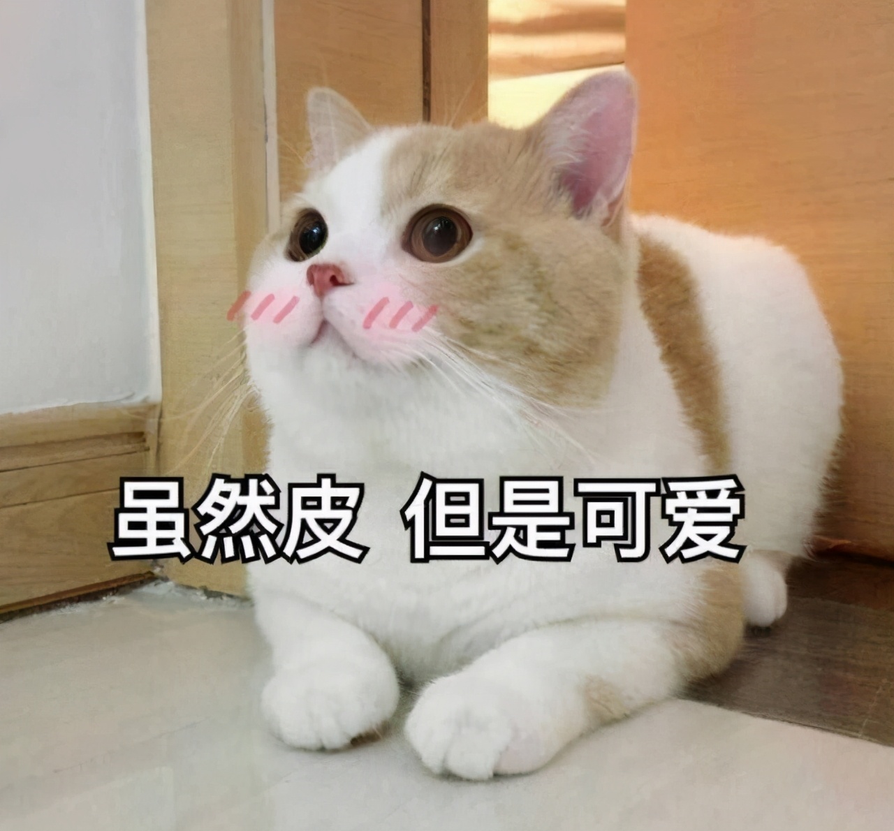 猫咪舔脚要注意什么,猫咪舔东西