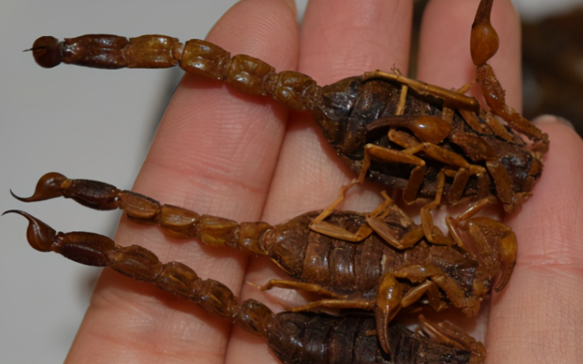 鳖甲牡蛎猫爪草外用治结节,蜈蚣泡酒治甲状腺结节