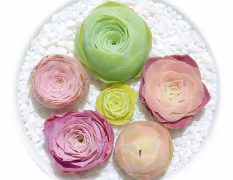 多肉养出状态来有多美?这102种多肉控养上色之后美呆了