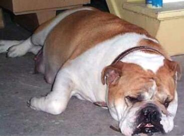 狗狗流产流血咋办,怎样能让狗狗流产