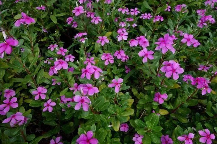 看到花的时候,不知是什么花?那就收下这份百花图谱