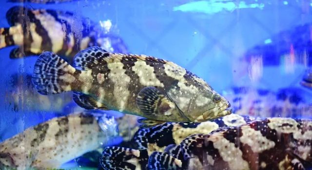 当地无人不知的几十年老店,无人不知的特色菜