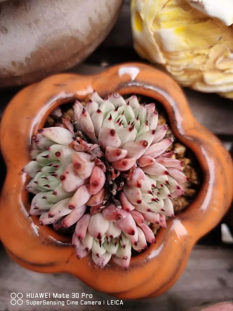 冬日如何更好地养多肉,冬天可以户外养护的多肉