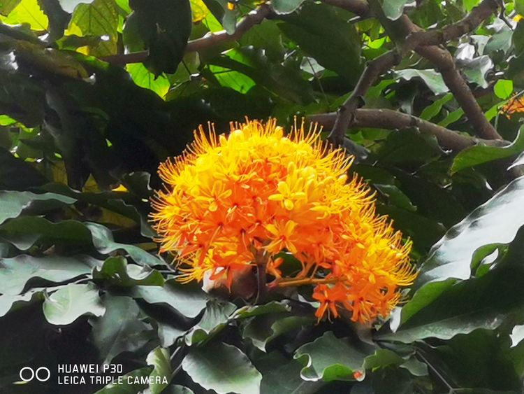 中国无忧花图片,中国无忧花树