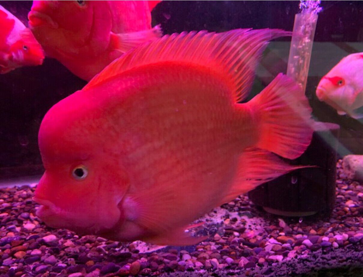 鹦鹉鱼为什么变白后不会变红了,鹦鹉鱼为什么养着养着变白了