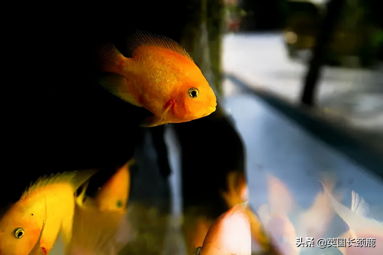 羊驼专治什么病,羊驼治愈厌食症