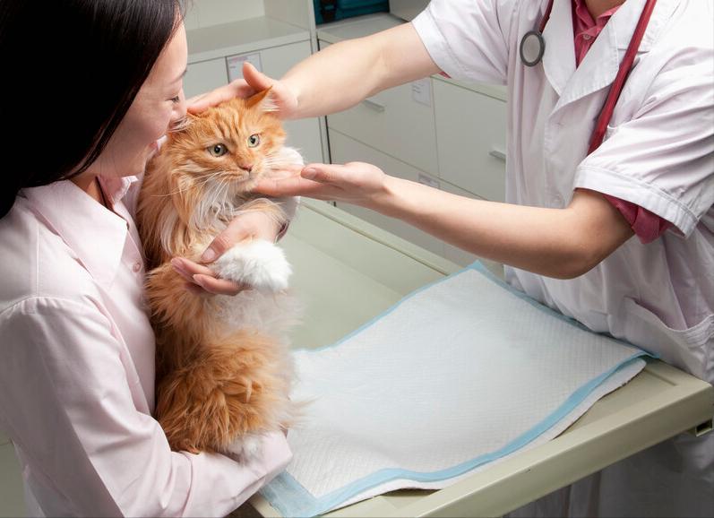 宠物家庭常备药品有哪些,家有宠物常备什么药品最好