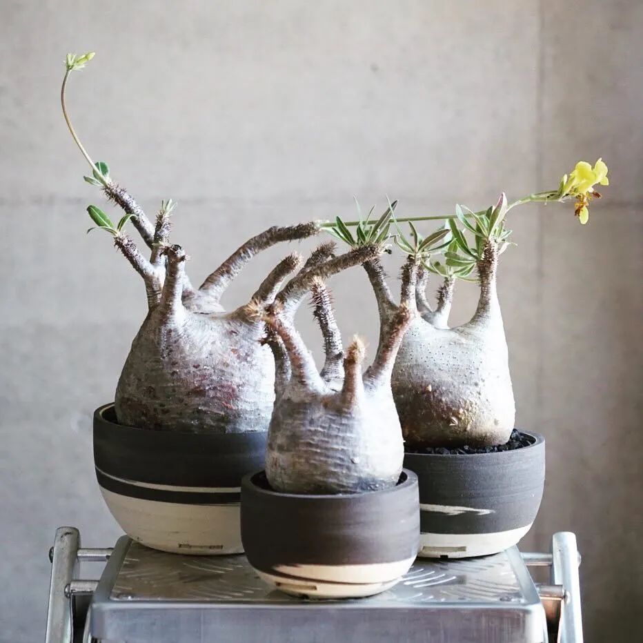 金盆洗手吧，植物杀手们